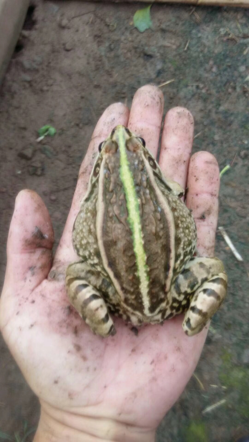青蛙苗幼蛙卵块食用蛙