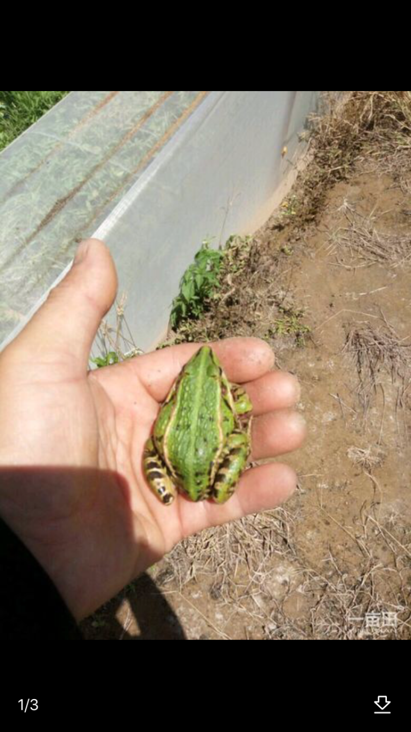 青蛙苗幼蛙卵块食用蛙
