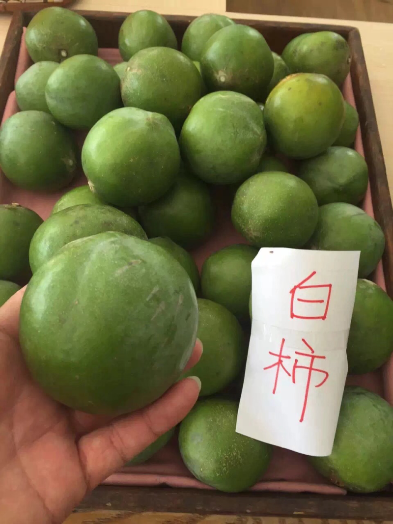 冰淇淋果-白柿