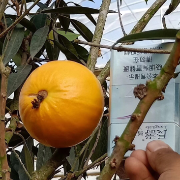 肯布卡-黄嘉宝果、高70-80cm、130-160cm