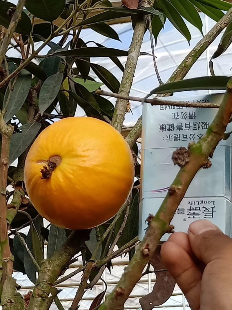 肯布卡-黄嘉宝果、高70-80cm、130-160cm