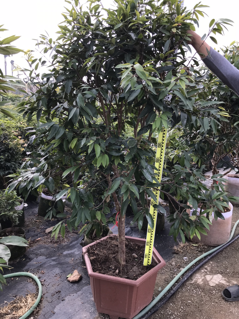 肯布卡-黄嘉宝果、高70-80cm、130-160cm