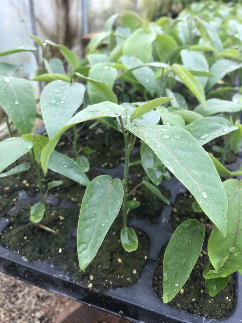 绿皮荔枝味百香果种子