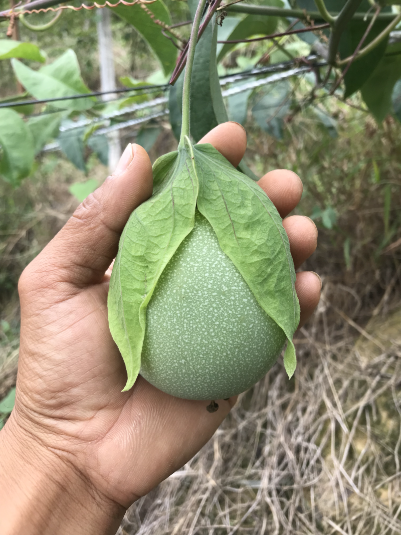 绿皮荔枝味百香果种子