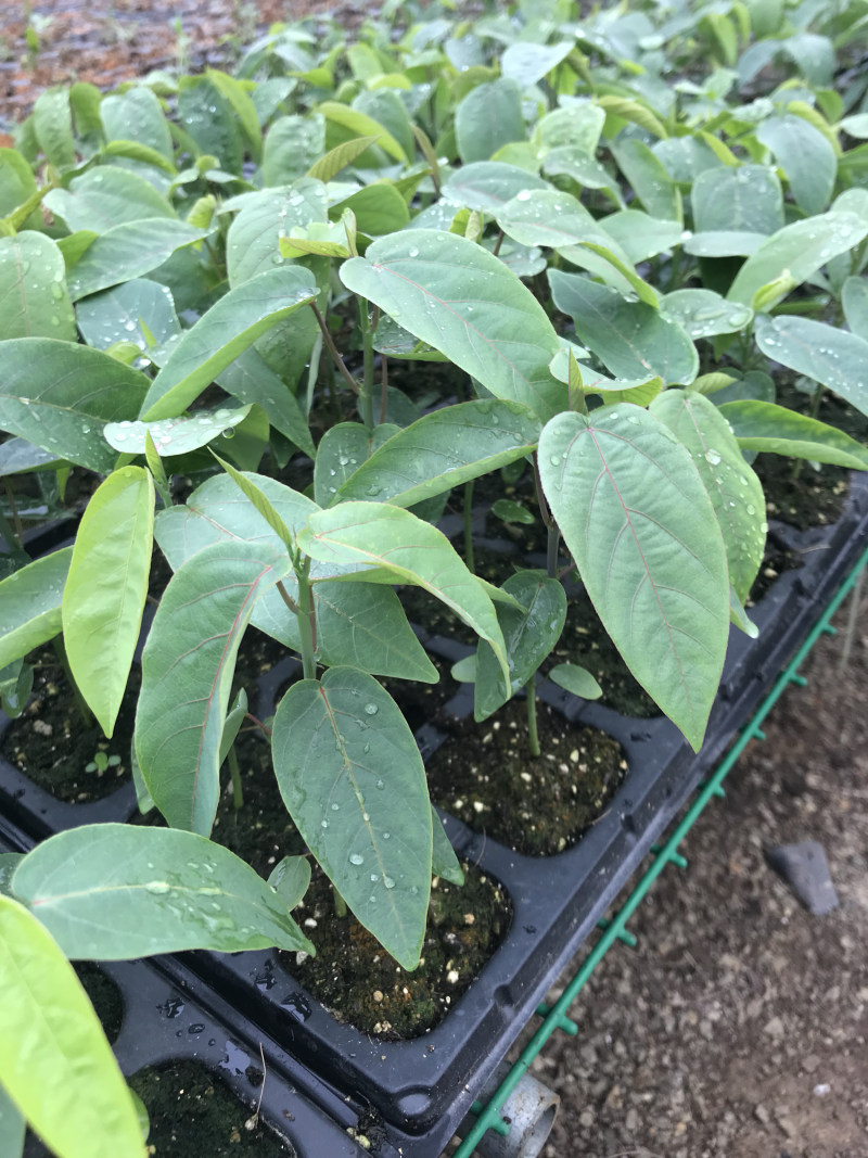 绿皮荔枝味百香果种子
