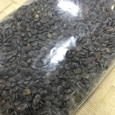绿皮荔枝味百香果种子