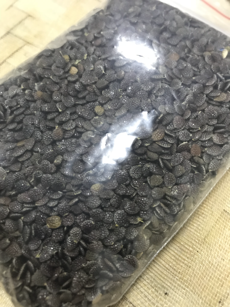 绿皮荔枝味百香果种子