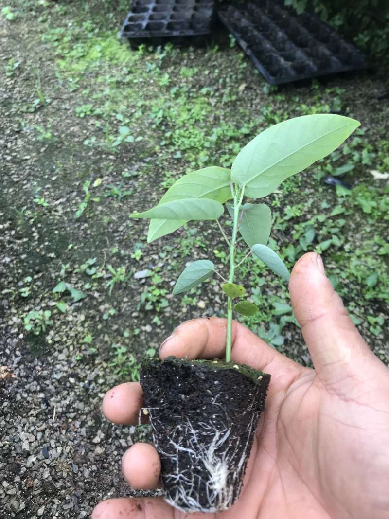 绿皮荔枝味百香果种子