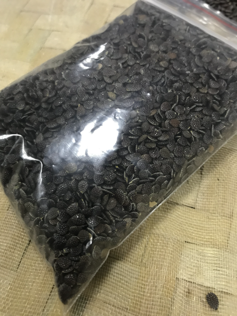 绿皮荔枝味百香果种子
