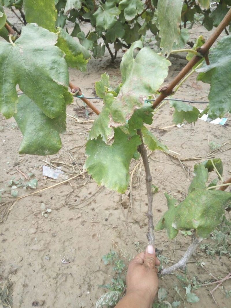 葡萄苗3年110~150cm