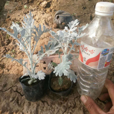 银叶菊基地直供质优价廉欢迎实地考察