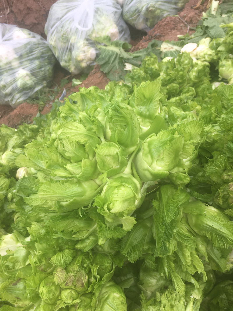 儿菜