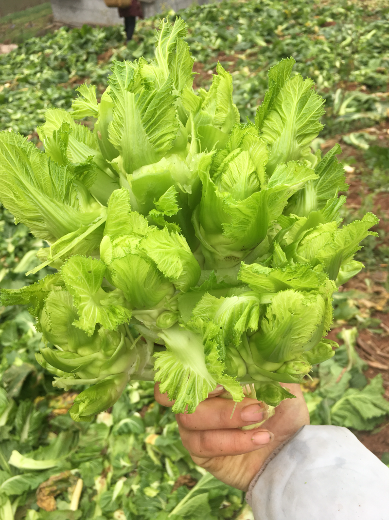 儿菜