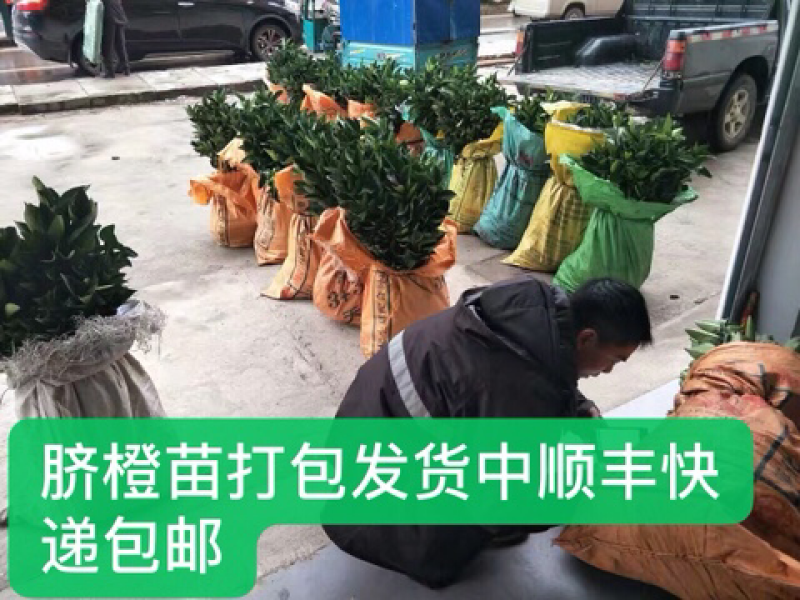 纽荷尔脐橙苗品种多多质量保证，包售后服务技术指导