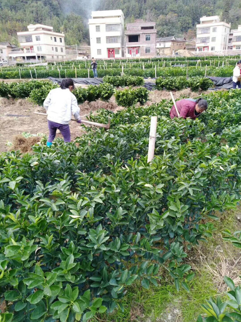 纽荷尔脐橙苗品种多多质量保证，包售后服务技术指导