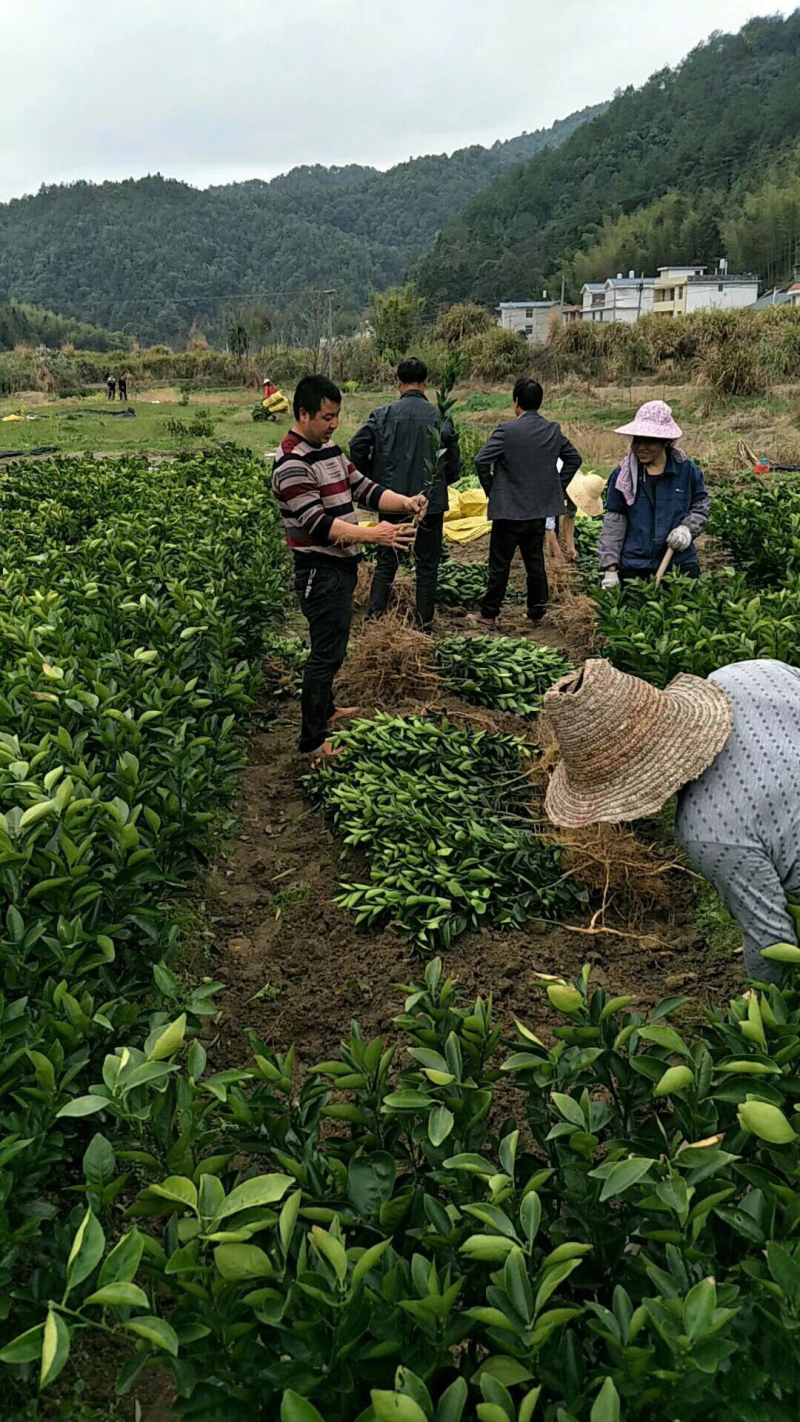 纽荷尔脐橙苗品种多多质量保证，包售后服务技术指导