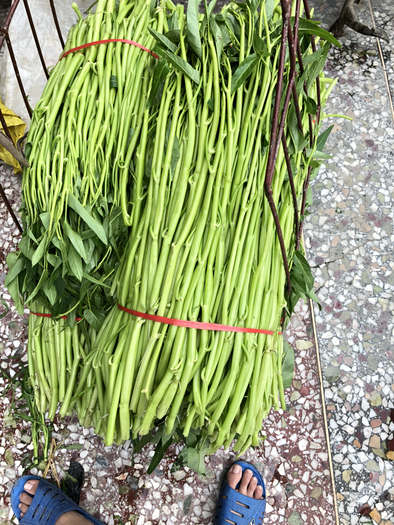 博白空心菜可大量现货旱改水空心菜种