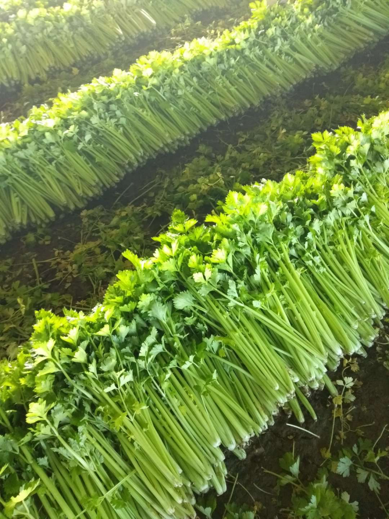 自己家种的西芹，欢迎客户，量大价可谈