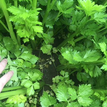 自己家种的西芹，欢迎客户，量大价可谈