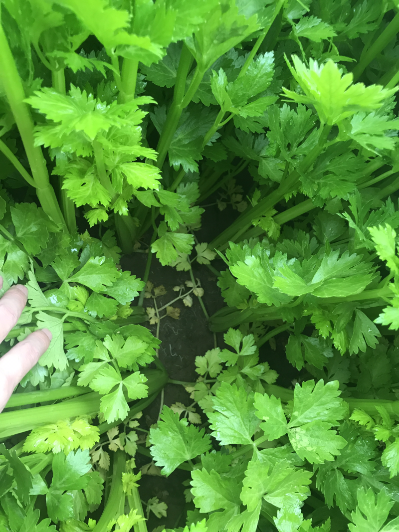 自己家种的西芹，欢迎客户，量大价可谈