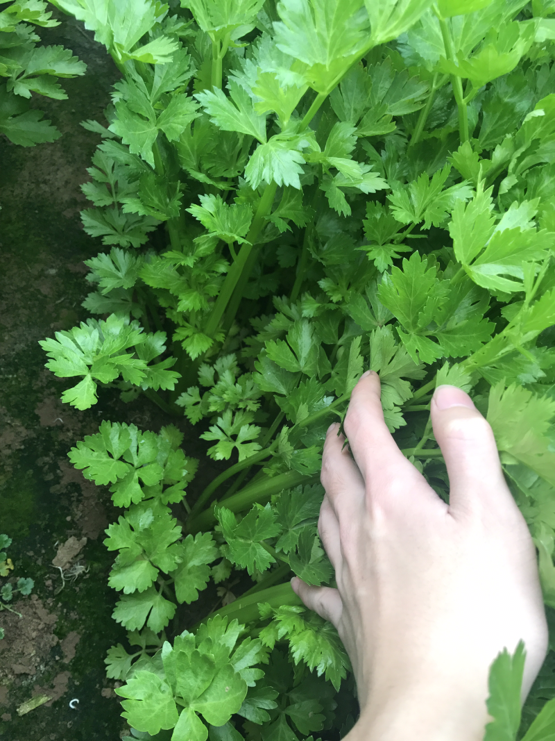 自己家种的西芹，欢迎客户，量大价可谈