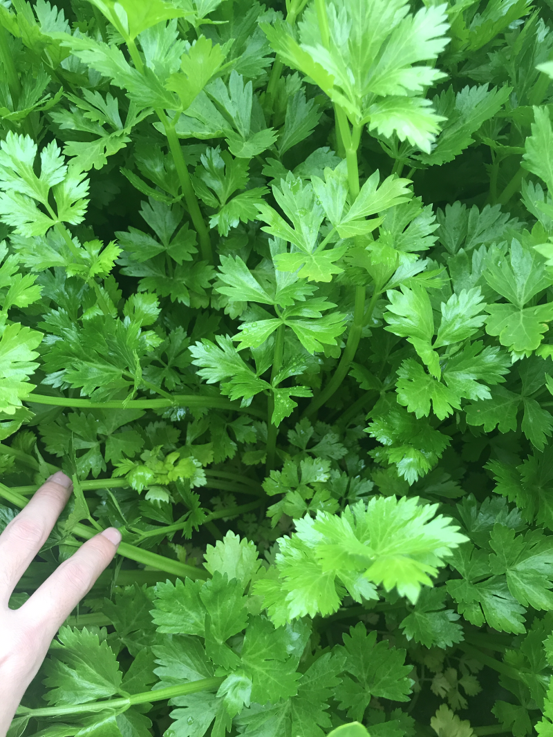 自己家种的西芹，欢迎客户，量大价可谈