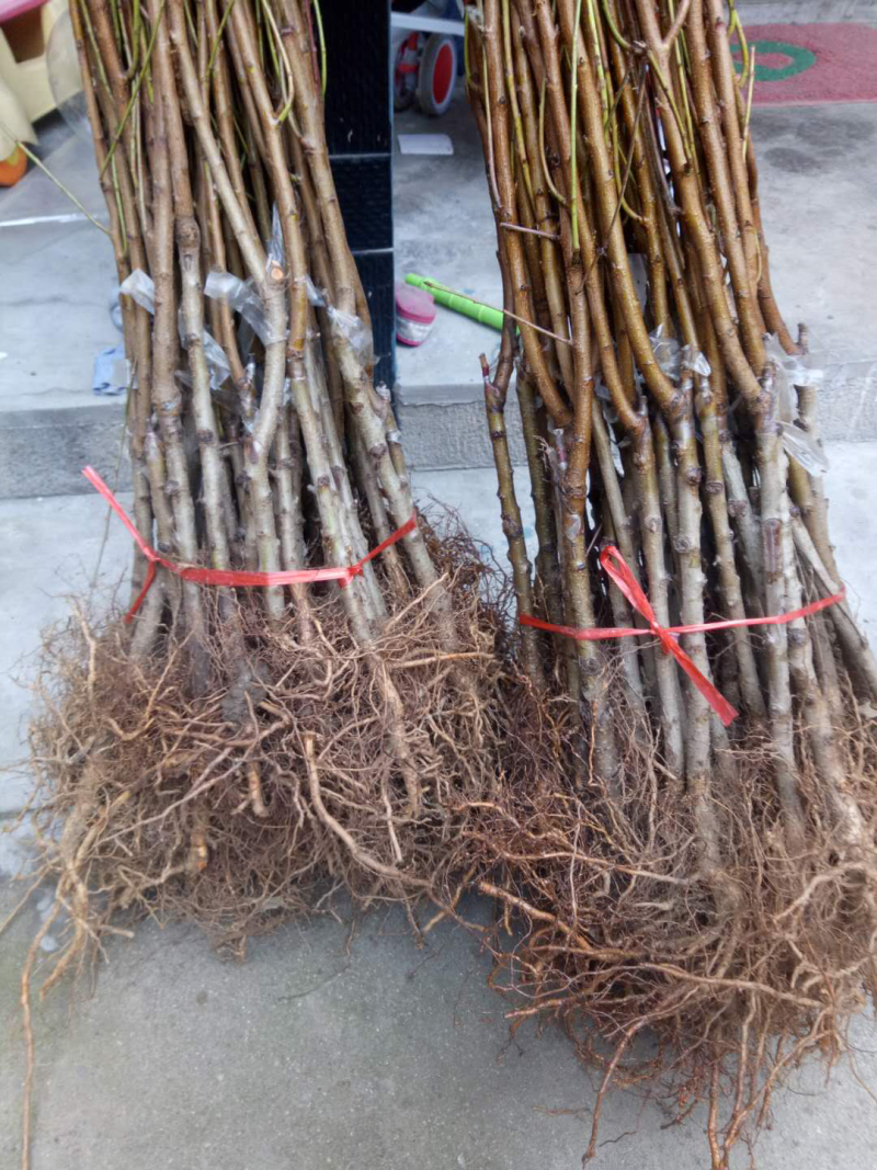 嫁接一级桃树苗，两年苗到8苗大苗包成活，包结果