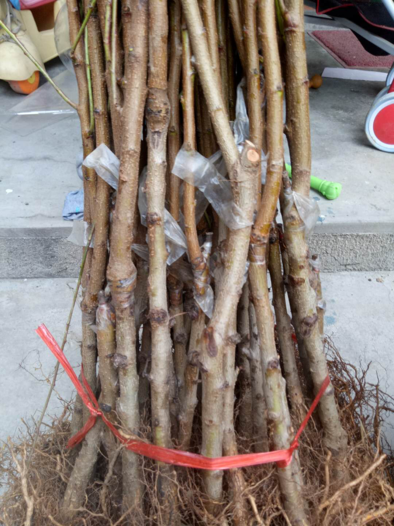 嫁接一级桃树苗，两年苗到8苗大苗包成活，包结果