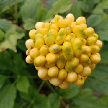 人参