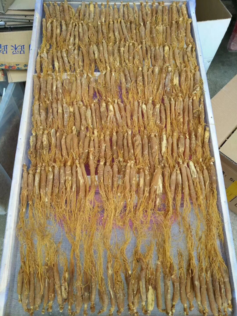 人参