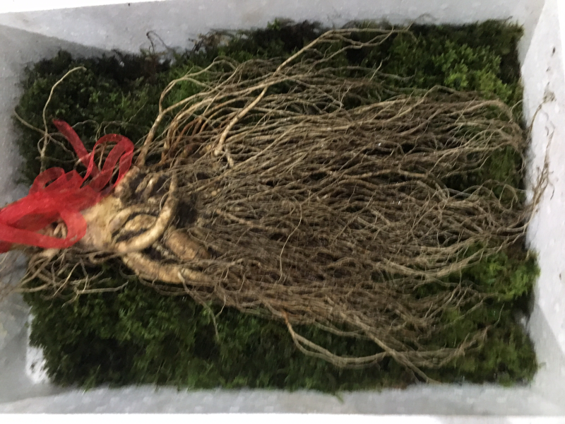 人参