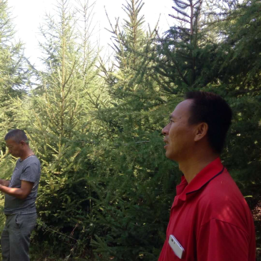 十年云杉树🌲近万棵