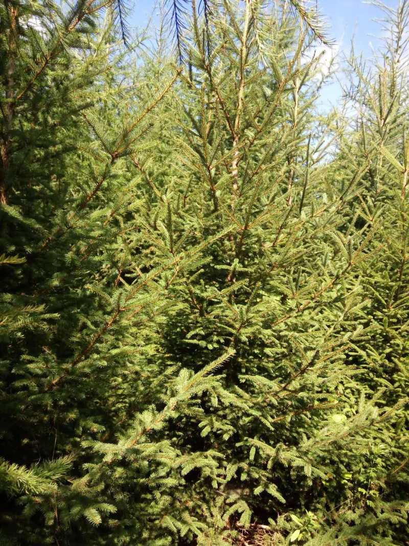 十年云杉树🌲近万棵