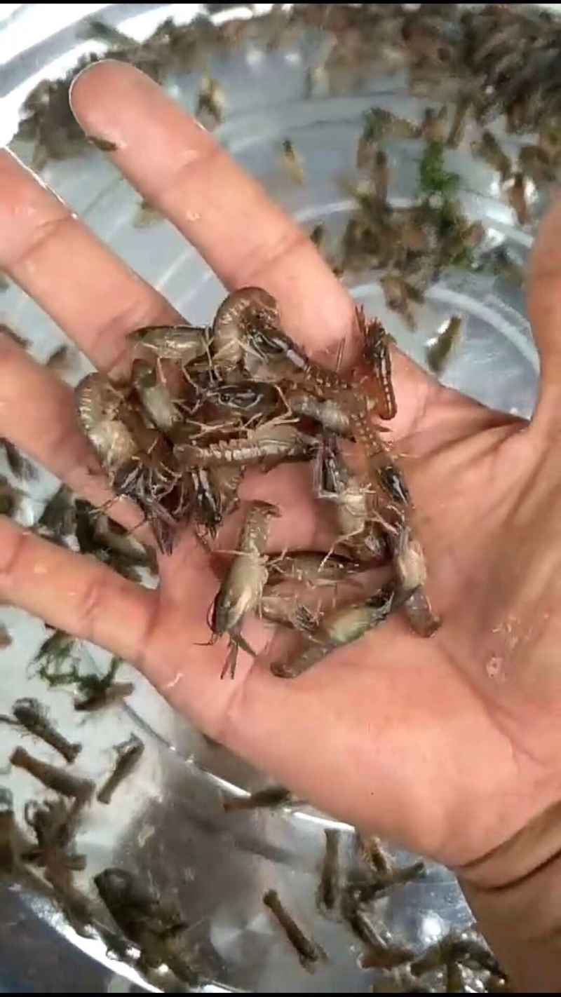 澳洲龙虾龙虾苗水产鱼苗批发小龙虾苗