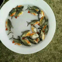 🐟精品鱼苗批发各种精品鱼苗白鲳鱼苗鱼苗批发