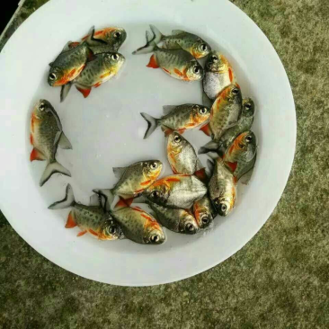 🐟精品鱼苗批发各种精品鱼苗白鲳鱼苗鱼苗批发