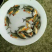 🐟精品鱼苗批发各种精品鱼苗白鲳鱼苗鱼苗批发