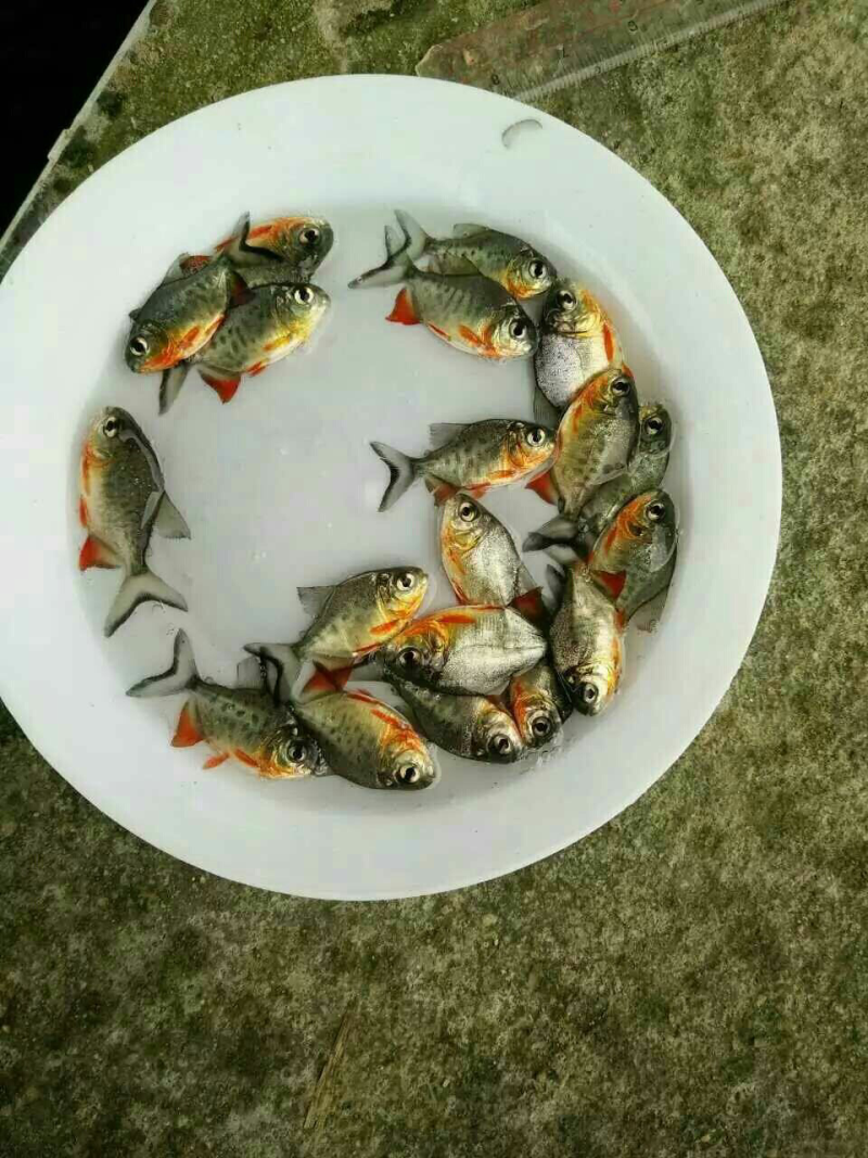 🐟精品鱼苗批发各种精品鱼苗白鲳鱼苗鱼苗批发