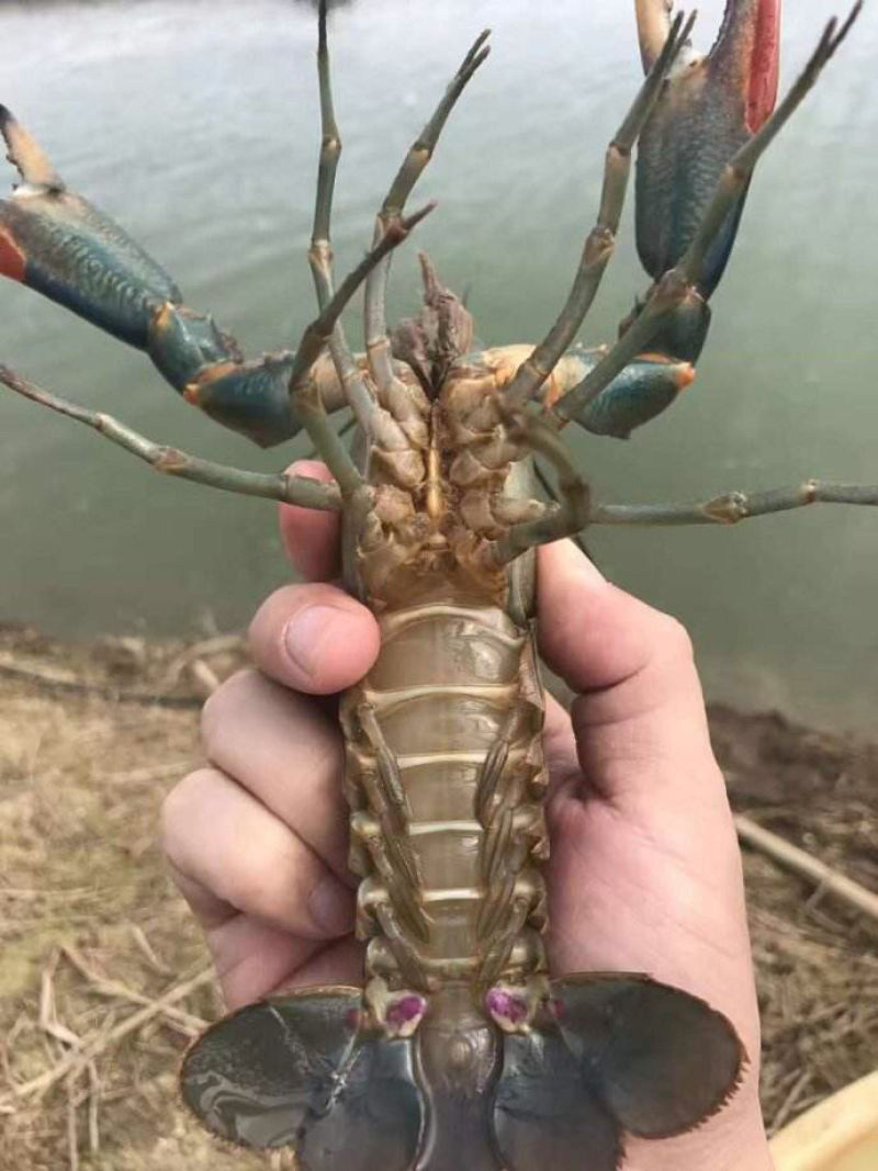 澳洲龙虾龙虾苗水产鱼苗批发小龙虾苗