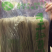 纯红薯粉条四斤34