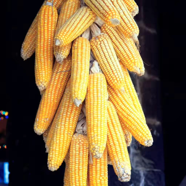 玉米