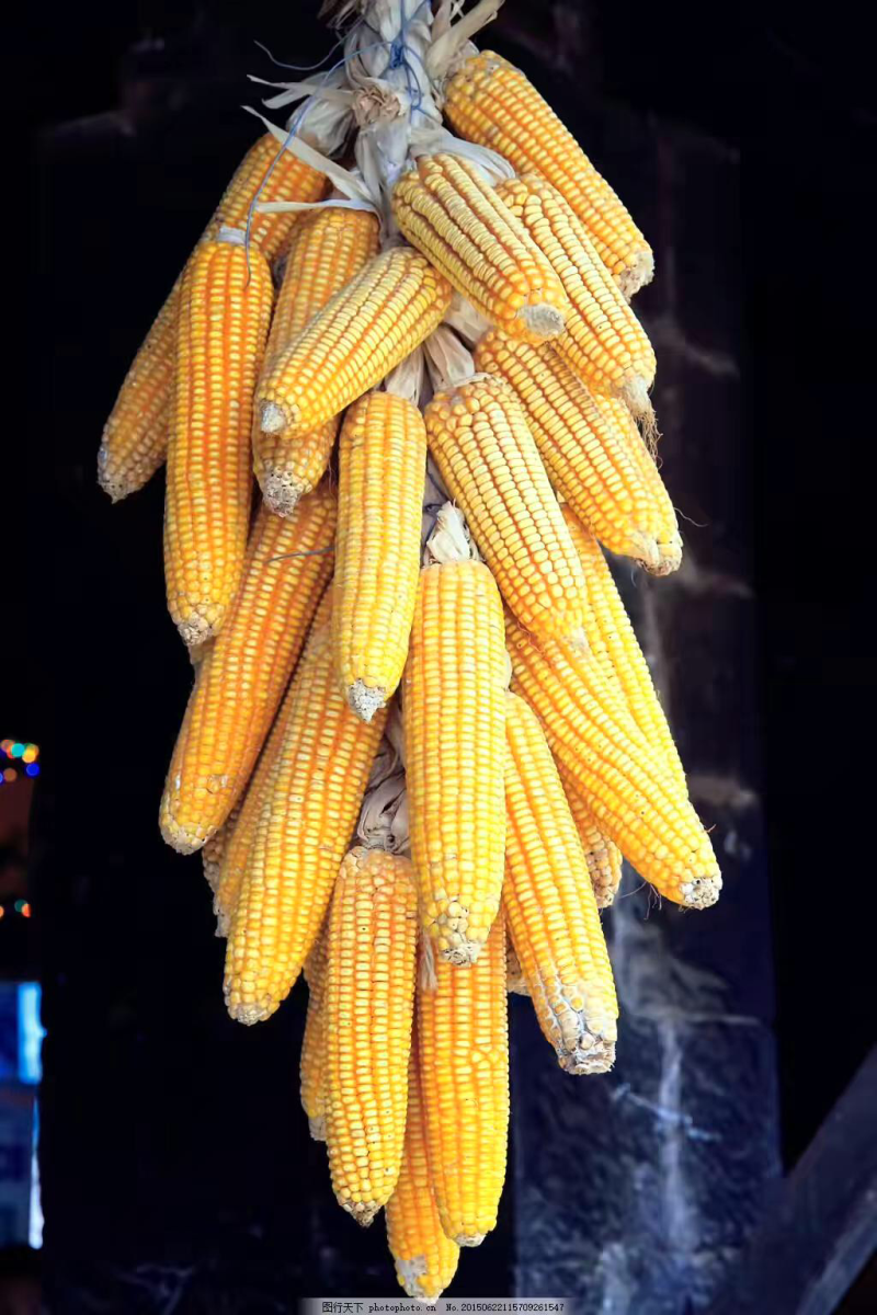 玉米