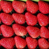 草莓红颜九草莓奶油草莓品类齐全实力代办
