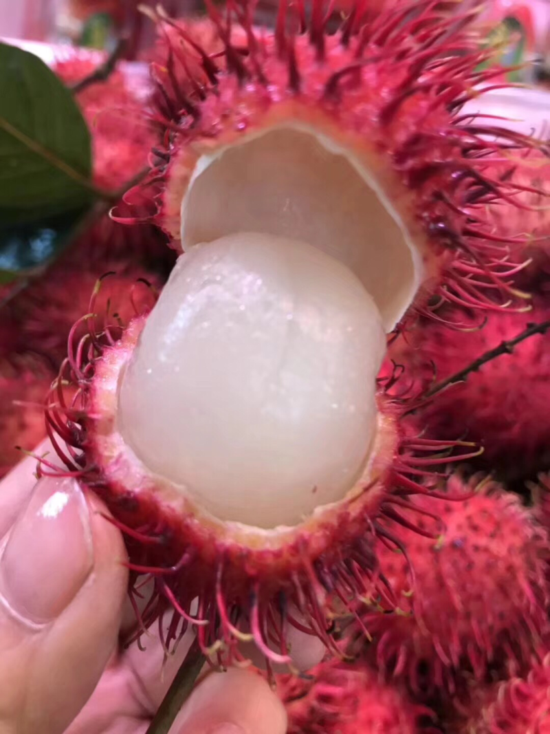 红毛丹