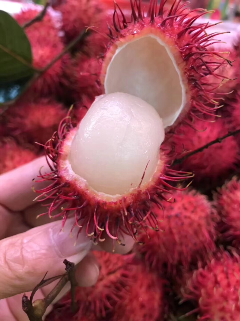 红毛丹