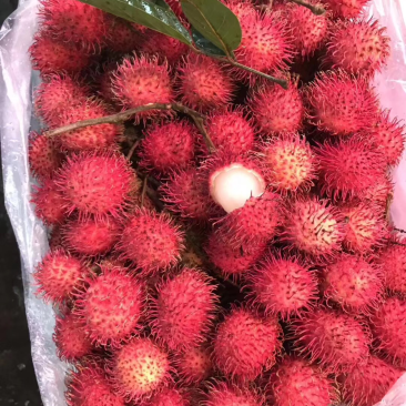红毛丹