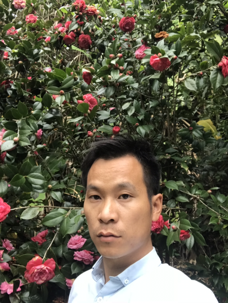 中国茶花
