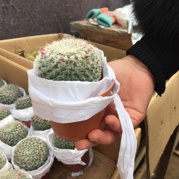 仙人球