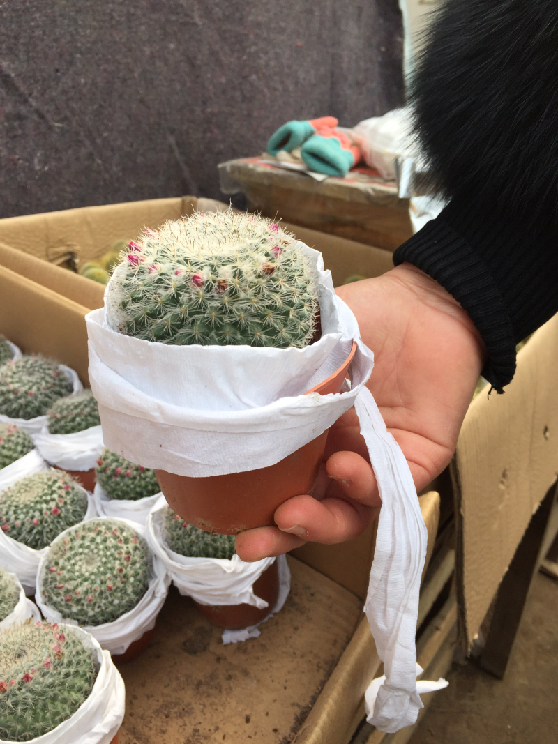 仙人球