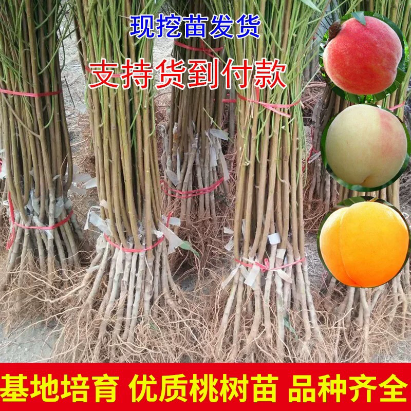 嫁接一级桃树苗，两年苗到8苗大苗包成活，包结果